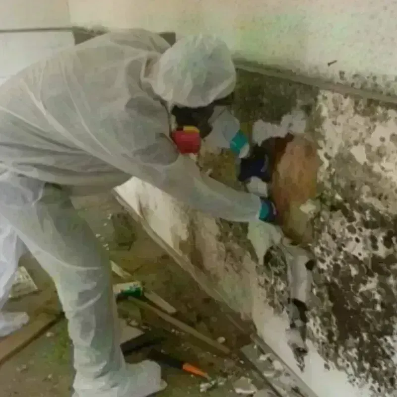 Mold Remediation and Removal in Roger Mills County, OK